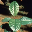 Camellia euphlebia